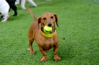 K9 Pet Turf Rolls