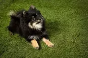 Pet Safe Turf Rolls