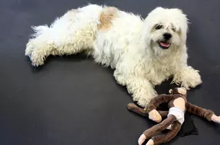 1/2" Diamond Top Dog Kennel Mats