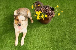Bow Wow Pet Turf Rolls