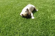 Pet Turf Artificial Grass Rolls