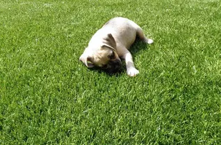Pet Turf Artificial Grass Rolls