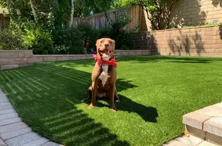 Optimum Flow™ Artificial Turf Rolls - Pet Turf