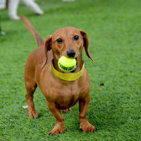 K9 Turf Rolls — Emerald/Olive Green artificial grass in a yard with a dog