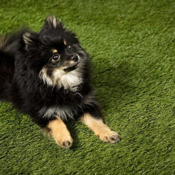 Pet Safe Turf Rolls, Field/Apple Green — black and tan dog lying on artificial grass