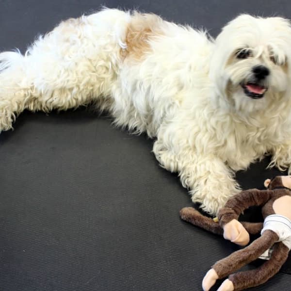 A white dog lying on black dog kennel mat with a toy monkey.