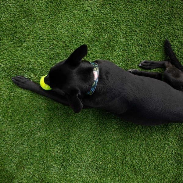 Black dog laying on artificial grass.