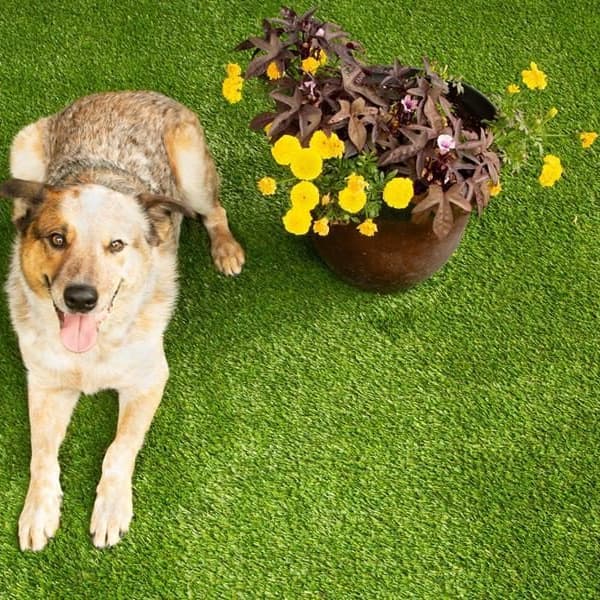 Bow Wow Pet Turf Rolls, Olive/Field Green — dog lying on artificial grass with potted flowers nearby