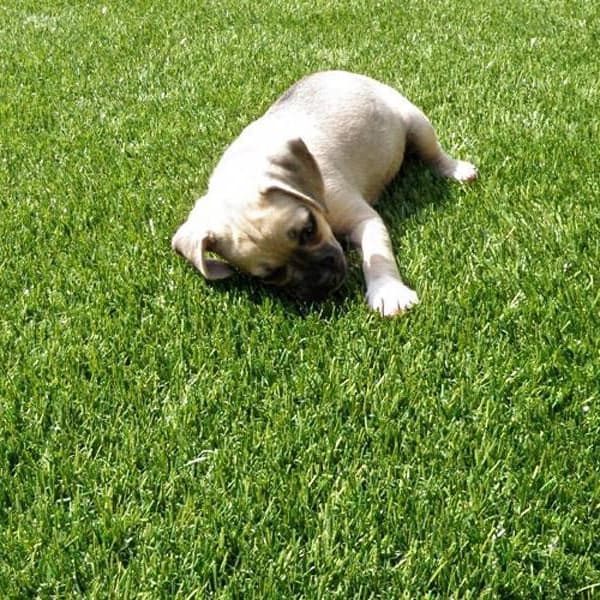 Pet Turf Rolls, Olive/Field Green — artificial grass surface