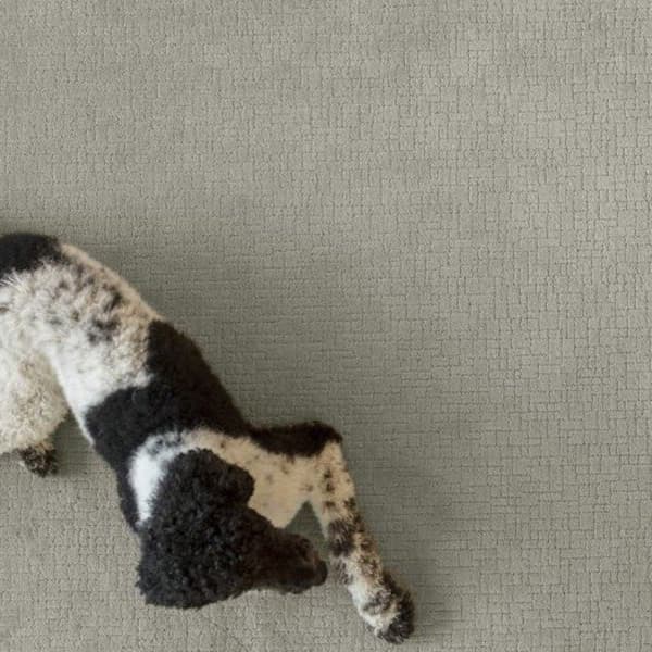Light beige carpet flooring with a black and white dog laying down.